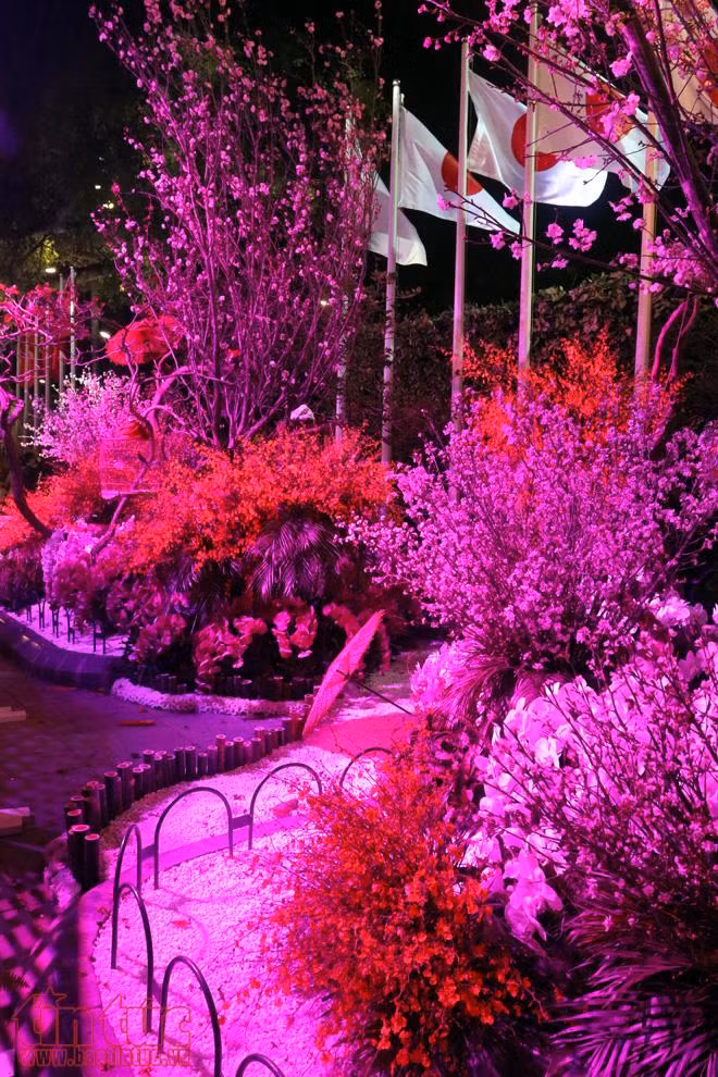 Hoa anh đào tươi rói khoe sắc tại Vườn hoa tượng đài Lý Thái Tổ ảnh 12