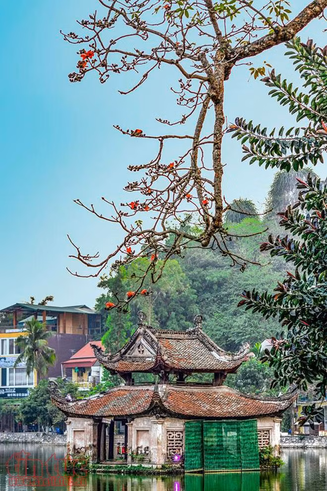 Tháng ba, 'đốn tim' ta sắc hoa gạo đỏ ảnh 8