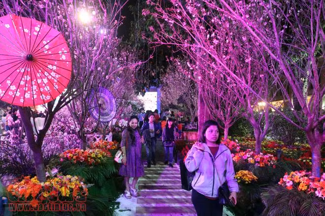 Hoa anh đào tươi rói khoe sắc tại Vườn hoa tượng đài Lý Thái Tổ ảnh 11