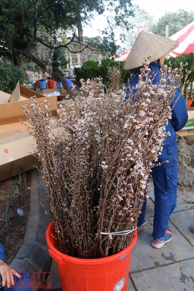 Tất bật chuẩn bị cho lễ hội hoa Anh đào trước giờ G ảnh 6