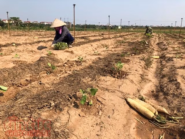 Mỏi mòn trông chờ giải pháp dài hơi cho củ cải Tráng Việt ảnh 4