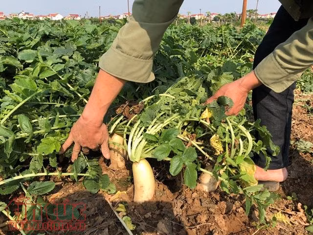 Củ cải trắng, nước mắt mặn trên cánh đồng Tráng Việt, Mê Linh ảnh 4