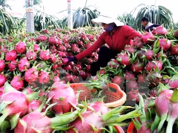 Từ ngày 1/4, hoa quả Việt Nam xuất khẩu sang Quảng Tây, Trung Quốc sẽ bị truy xuất nguồn gốc ảnh 1