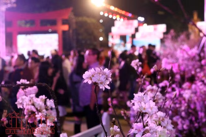 Hoa anh đào tươi rói khoe sắc tại Vườn hoa tượng đài Lý Thái Tổ ảnh 10