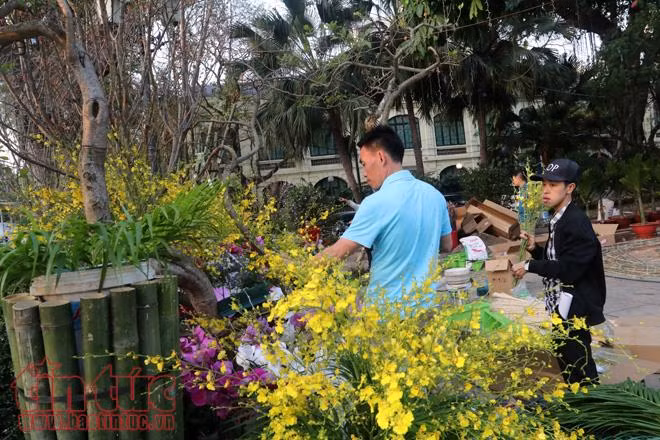 Tất bật chuẩn bị cho lễ hội hoa Anh đào trước giờ G ảnh 2