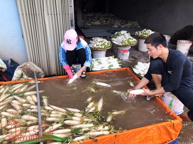 Mỏi mòn trông chờ giải pháp dài hơi cho củ cải Tráng Việt ảnh 3