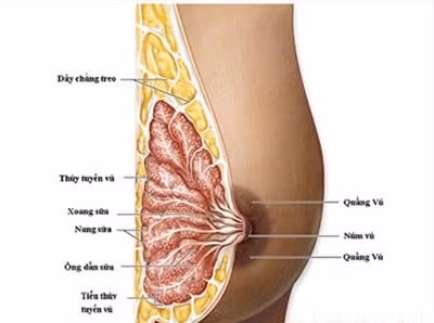 Chụp cắt lớp chẩn đoán ung thư vú - lợi ích lớn hơn rủi ro ảnh 1