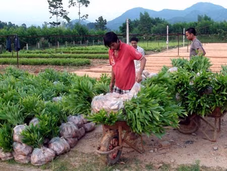 Huyện Ba Tơ làm giàu từ phát triển rừng ảnh 1
