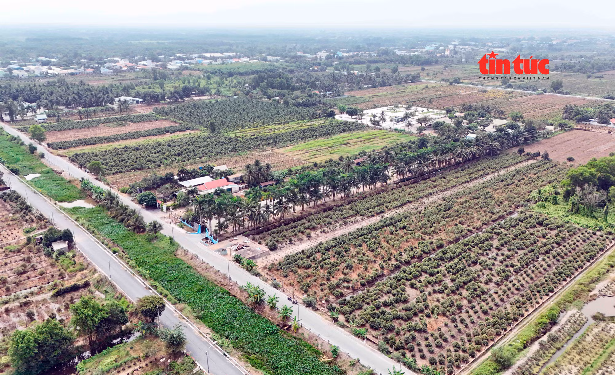 Nông dân xã Bình Lợi gặp khó về đầu ra cho cây mai vụ Tết