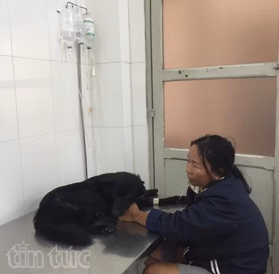 Đầu năm bệnh viện chó mèo quá tải ảnh 5