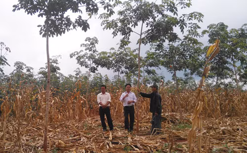 Cuộc sống mới trên vùng tái định cư thủy điện An Khê - Kanak ảnh 3