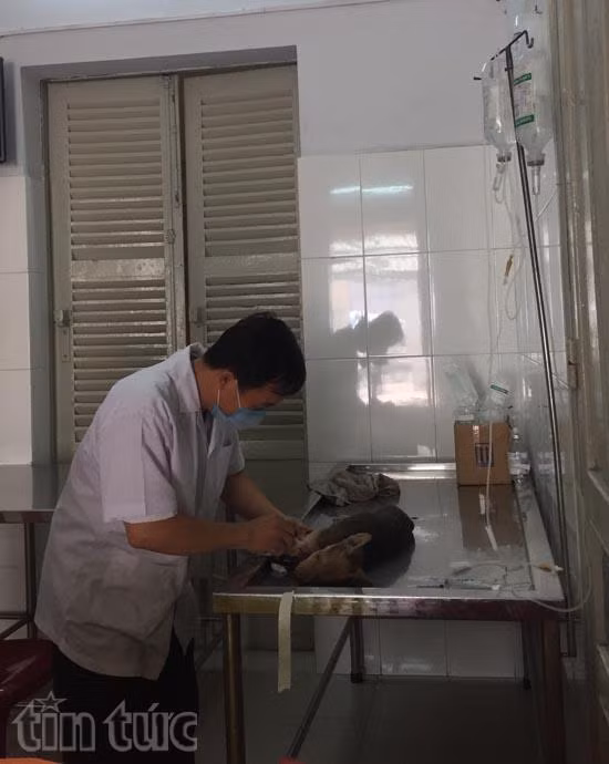 Đầu năm bệnh viện chó mèo quá tải ảnh 8