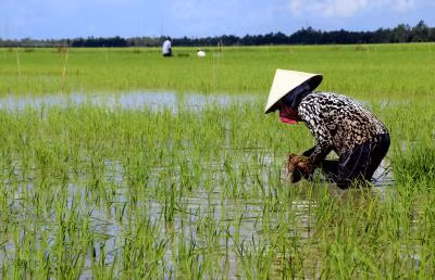 Xâm mặn nặng tại Cà Mau ảnh 1