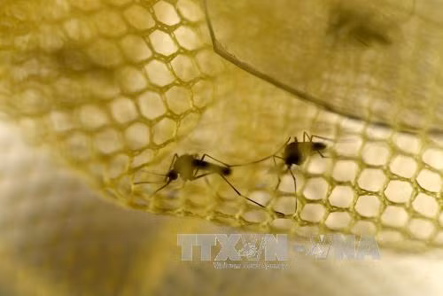 Trung Quốc xác nhận ca nhiễm virus Zika thứ ba ảnh 1