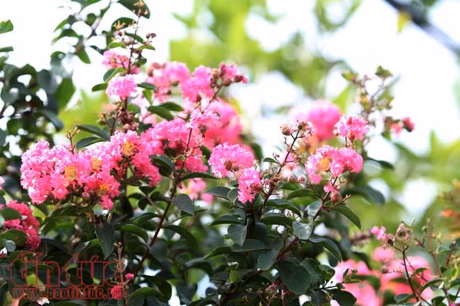 Tường vi hút hồn người yêu hoa ảnh 8