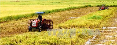 Cải cách ngành lúa gạo theo định hướng thị trường ảnh 1