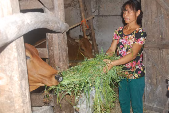 Trên 7.000 tỷ đồng vốn chính sách tại Nghệ An đã được giải ngân ảnh 2