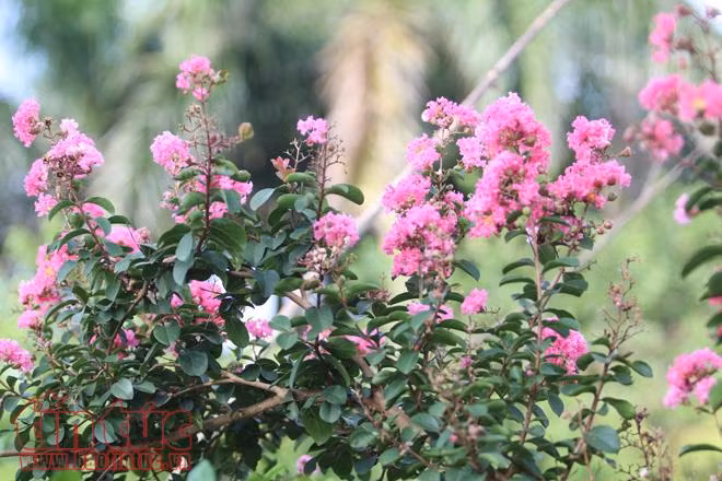 Tường vi hút hồn người yêu hoa ảnh 3