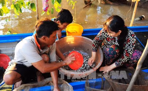 An Giang cấm khai thác cá linh non ảnh 2