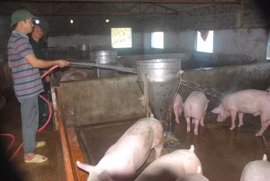 Trên 7.000 tỷ đồng vốn chính sách tại Nghệ An đã được giải ngân ảnh 6