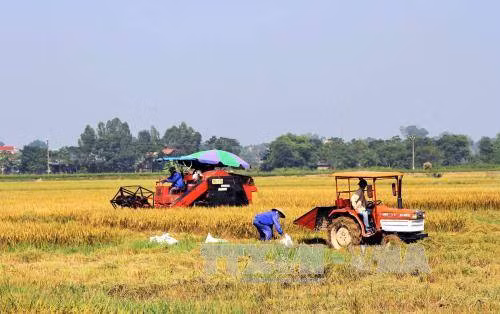 Cải cách ngành lúa gạo theo định hướng thị trường ảnh 2