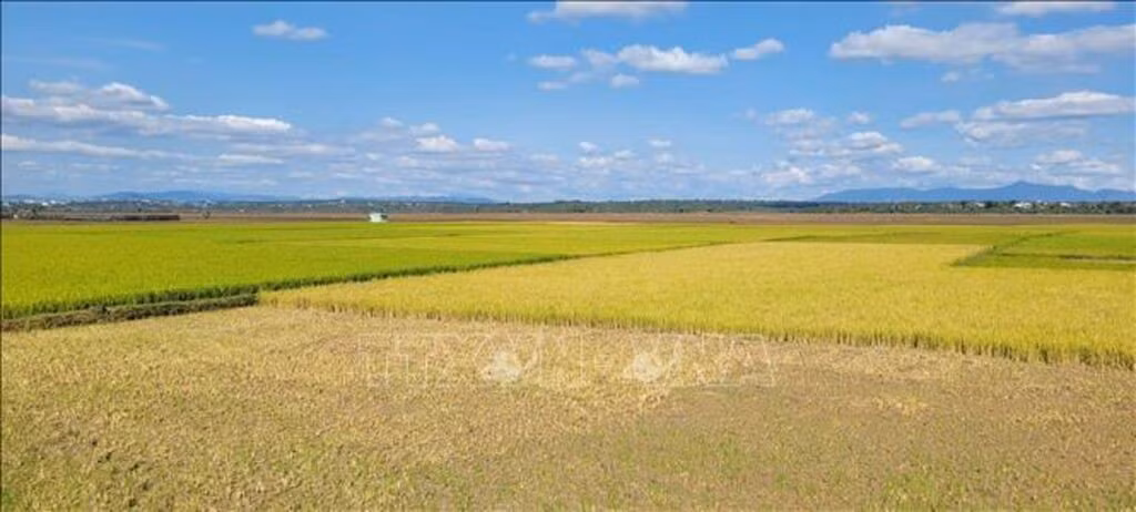 Cánh đồng Đăk Kút tại xã A Dơk, huyện Đăk Đoa (Gia Lai) đang rơi vào tình trạng bị khô hạn nặng. Ảnh: Hoài Nam/TTXVN