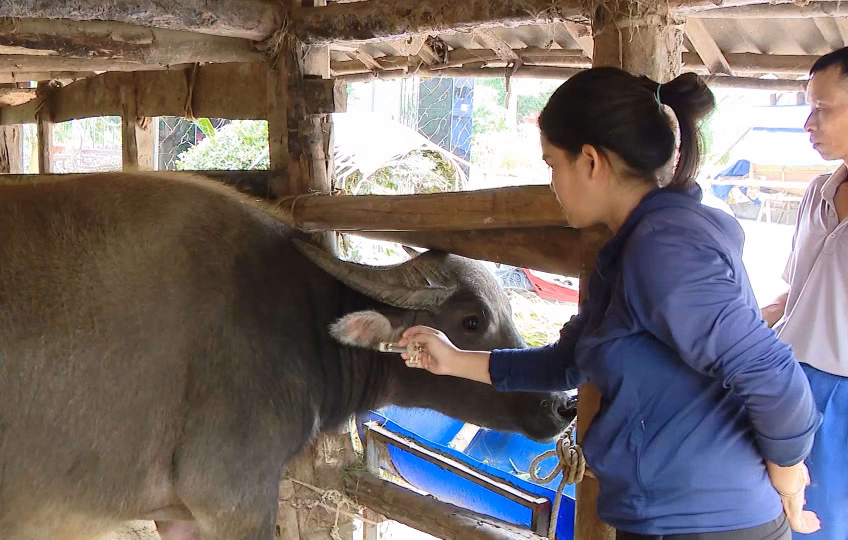 Nhân viên thú y tiêm phòng vắc xin cho vật nuôi của người dân. Ảnh tư liệu: tuyenquang.gov.vn