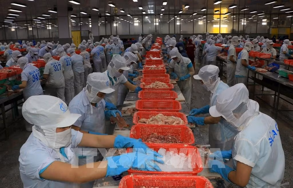 Chế biến cá tra fillet đông lạnh xuất khẩu tại Công ty TNHH Hùng Cá (Thanh Bình, Đồng Tháp). Ảnh tư liệu: Nhựt An/TTXVN
