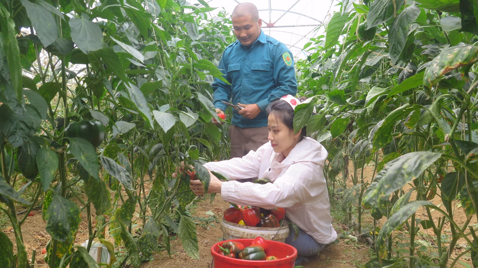 Mô hình trồng ớt chuông công nghệ cao của hộ bà Lê Thị Hồng (tổ dân phố Ô Quý Hồ) mang lại thu nhập trên 600 triệu đồng/năm.