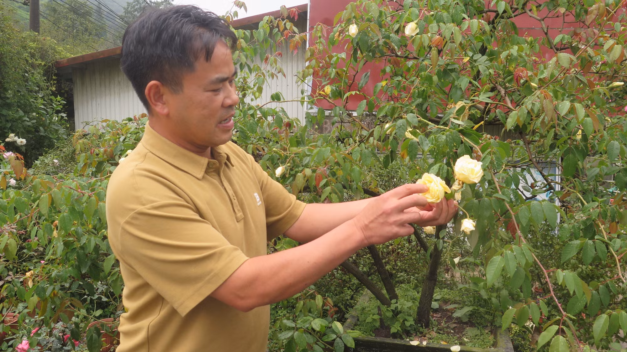 Ông Đỗ Phú Chính (tổ dân phố Ô Quý Hồ) đã thuần hóa và nhân giống gần 100 loại hoa hồng cổ khác nhau, trong đó nổi bật nhất là giống hồng cổ bạch ngọc Sa Pa bản địa quý hiếm.