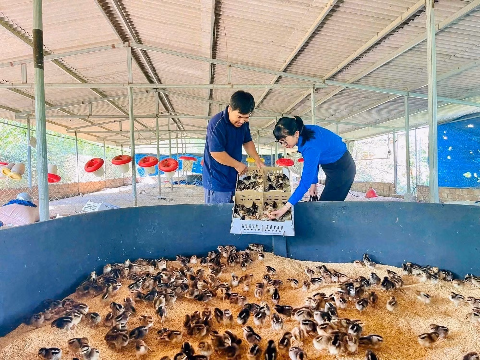 Anh Nguyễn Giang Trí (sinh năm 1994, xã Ân Tường, tỉnh Gia Lai) với mô hình trang trại từ chăn nuôi gà thả đồi theo hướng tự nhiên. Ảnh: TTXVN phát