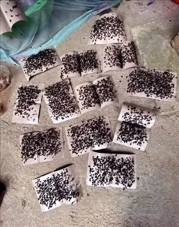 Những miếng keo dính ruồi đen kịt ruồi được người dân thôn Cốc Pảng, xã Du Già sử dụng để hạn chế ruồi nhặng xuất hiện dày đặc trong nhà. Ảnh: TTXVN phát