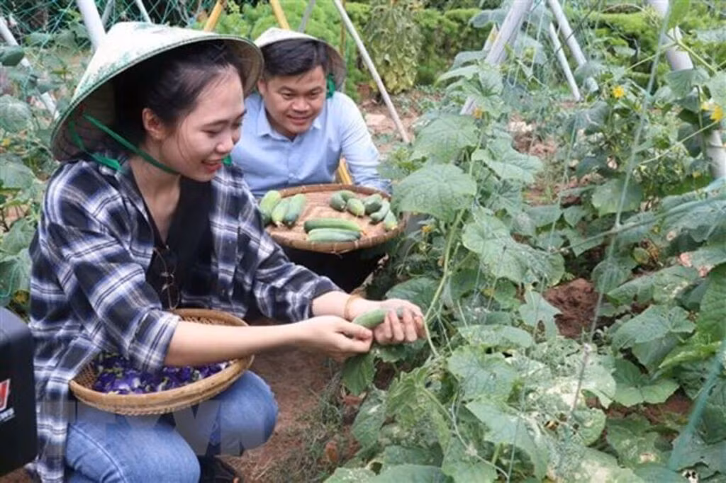 Du khách trải nghiệm du lịch nông trại. Ảnh: TTXVN