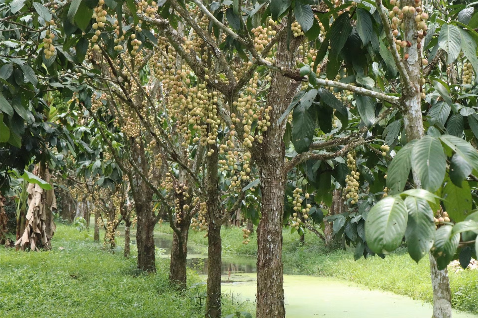 Dâu Hạ Châu Phong Điền đã được Cục Sở hữu trí tuệ cấp giấy chứng nhận đăng ký nhãn hiệu cách đây 20 năm.