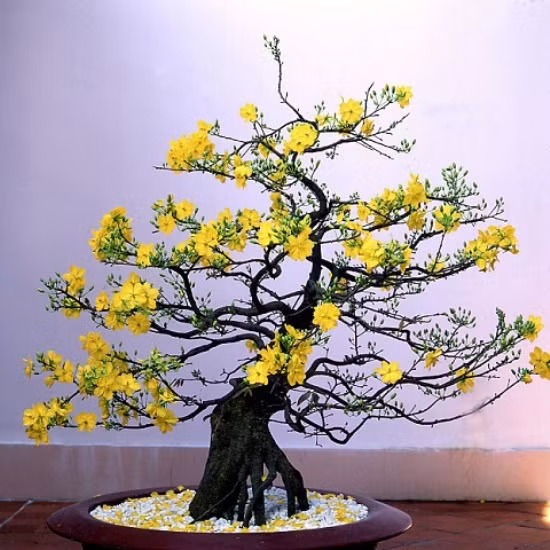 Ý nghĩa của các loài hoa gắn liền với Tết ảnh 4