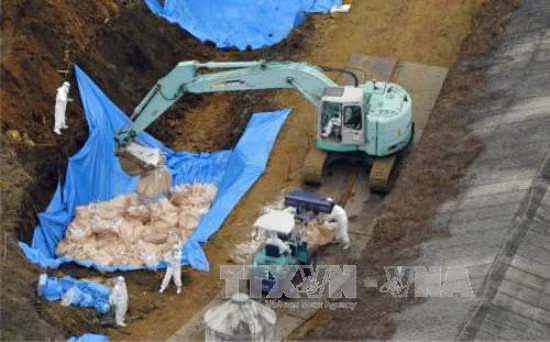 Nhật Bản tiêu hủy số lượng lớn gia cầm nhiễm cúm ảnh 1
