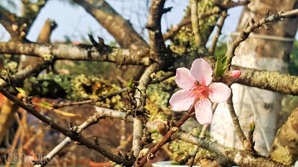 Người Hải Phòng ‘sốt sình sịch’ vì đào rừng ảnh 9