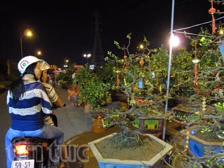 Mai vàng rộn ràng về phố ảnh 4