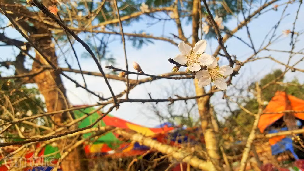 Người Hải Phòng ‘sốt sình sịch’ vì đào rừng ảnh 10