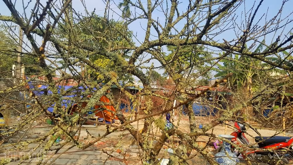 Người Hải Phòng ‘sốt sình sịch’ vì đào rừng ảnh 2