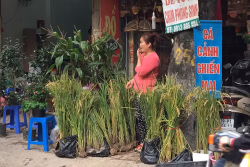 Tết 'con gà', chợ hoa cảnh Hà Nội bán thêm ...cây lúa ảnh 1