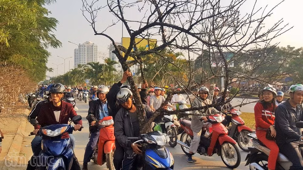 Người Hải Phòng ‘sốt sình sịch’ vì đào rừng ảnh 7