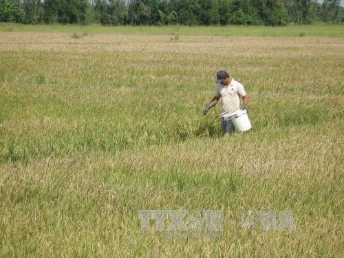 Cẩn trọng khi mở rộng diện tích trồng lúa nếp ở đồng bằng sông Cửu Long ảnh 1