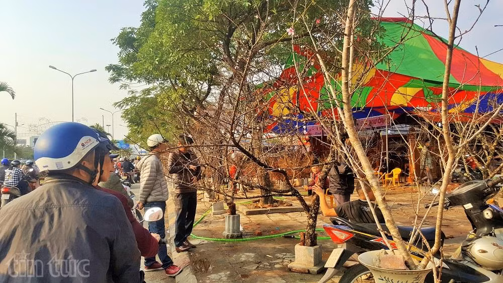 Người Hải Phòng ‘sốt sình sịch’ vì đào rừng ảnh 8