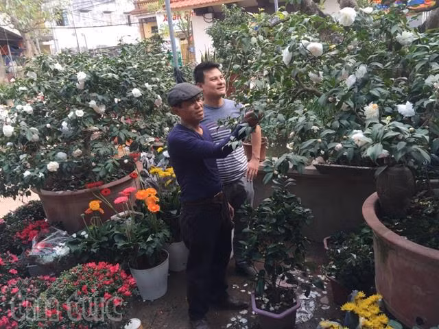 Hoa trà cổ, thú chơi tao nhã ngày Tết ảnh 4