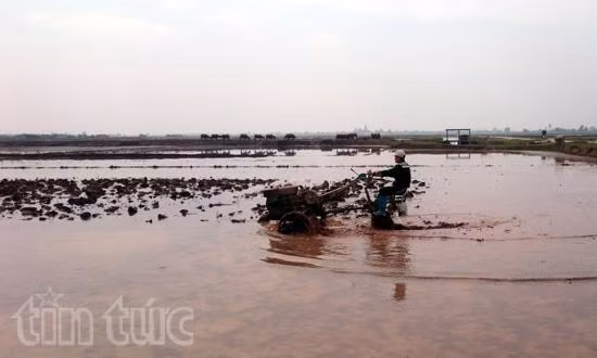 Xuống đồng ngày Xuân ảnh 1