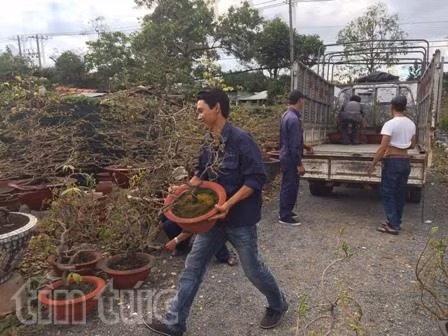 Mai vàng rộn ràng về phố ảnh 2