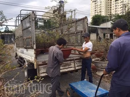 Mai vàng rộn ràng về phố ảnh 1