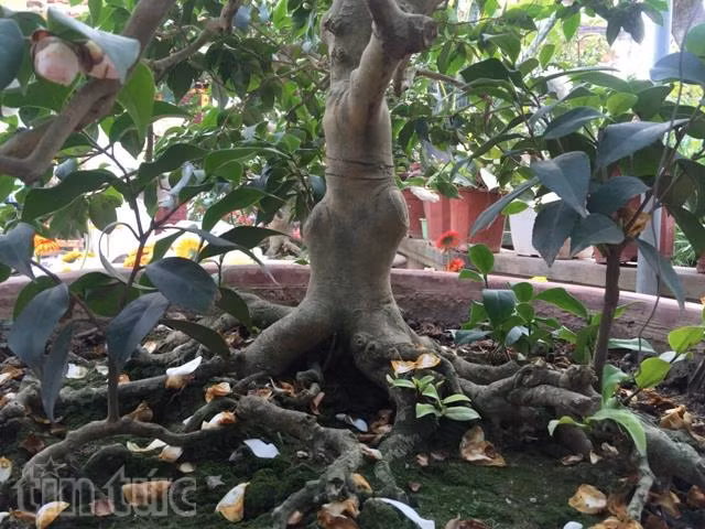 Hoa trà cổ, thú chơi tao nhã ngày Tết ảnh 5
