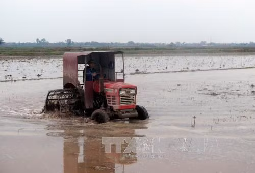Trên 373.500 ha đã có nước gieo cấy vụ Đông Xuân ảnh 1